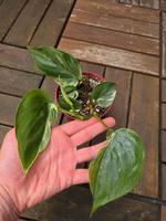 Philodendron hederaceum variegata Dresden - Pieschen Vorschau
