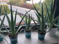 Aloe Vera ca. 40cm hoch, je Stück 15€. Ab 2 Stück je 13€. Niedersachsen - Lengede Vorschau