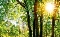 Waldfläche in Hessen zu Verkaufen Hessen - Borken Vorschau
