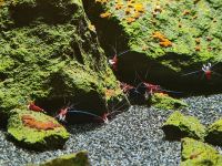 Kardinalsgarnelen ( Caridina Dennerli, Kein Versand) Bayern - Grainau Vorschau