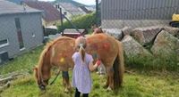 Kindergeburtstag/ Ponyreiten bei dir Zuhause Baden-Württemberg - Vogt Vorschau