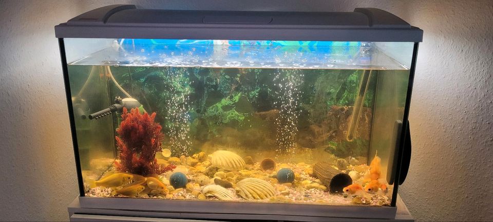 Aquarium + Fische in Mettingen