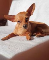 Zwergpinscher, 20 cm, Rüde, 5 Jahre Brandenburg - Neuenhagen Vorschau