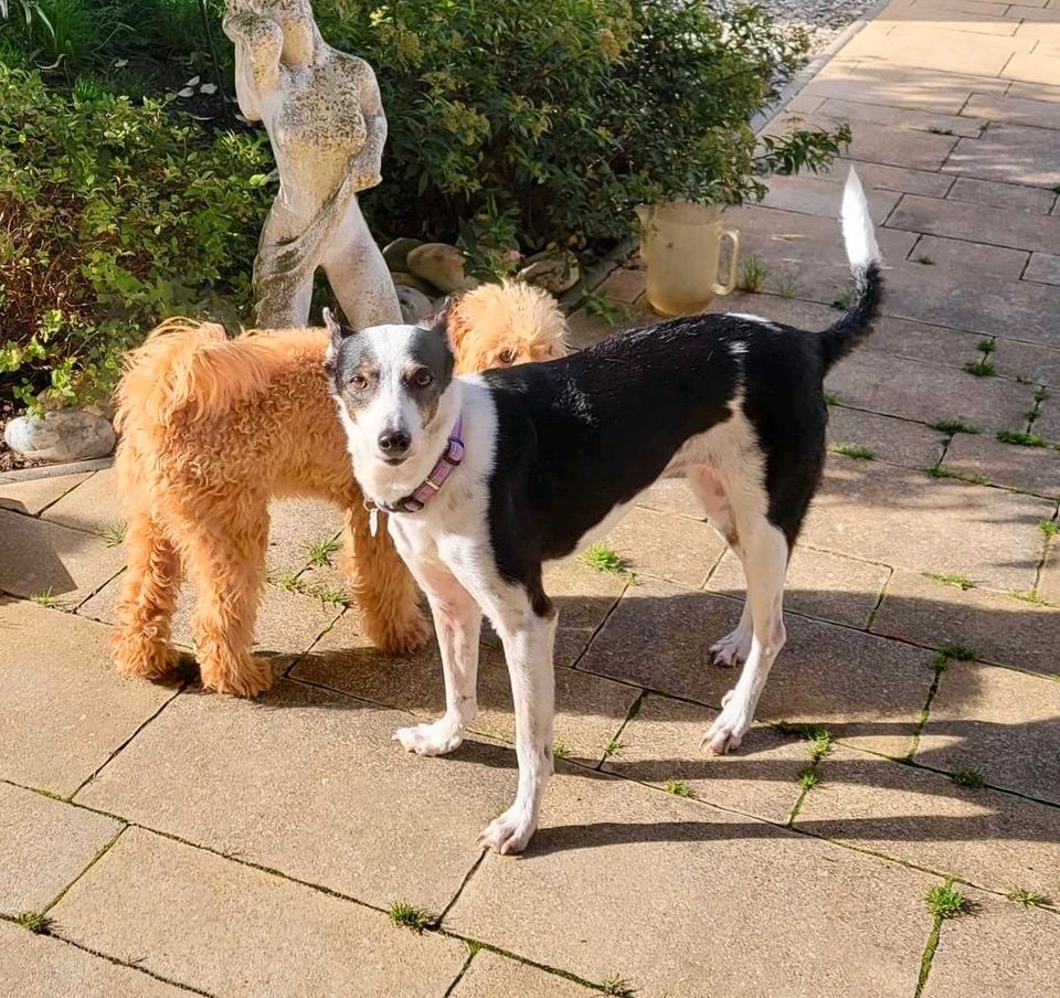 MAYRA Mischling Hündin Tierschutz Hund in Reinbek