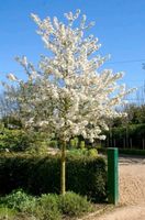 Zier Apfelbaum Malus Evereste ca 2 meter Baden-Württemberg - Korntal-Münchingen Vorschau