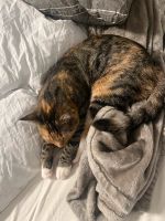 Katze vermisst Schwerin - Lankow Vorschau