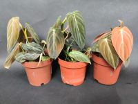 Philodendron melanochrysum Jungpflanzen Nordrhein-Westfalen - Arnsberg Vorschau