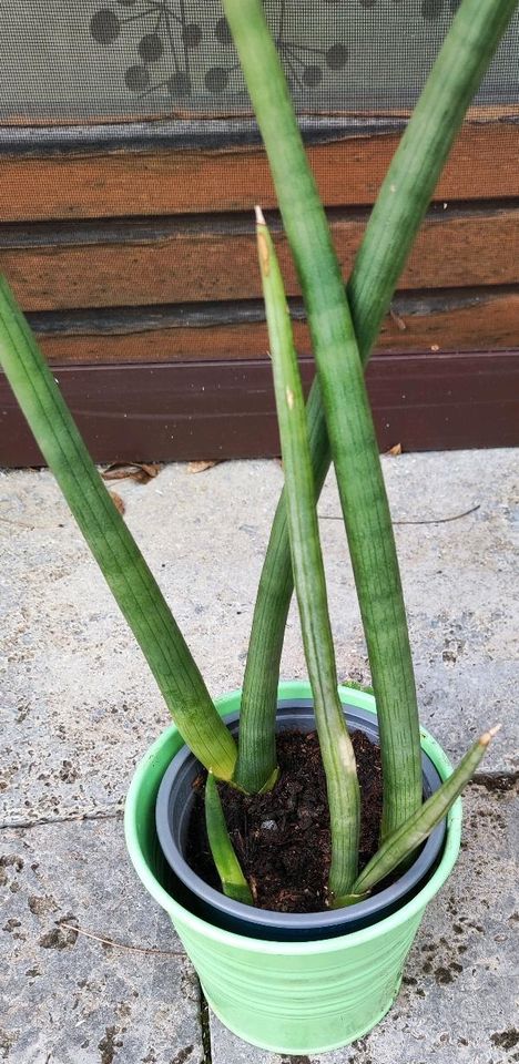 Sansevieria (Bogenhanf) in Schwarzach am Main