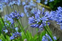 Schmucklilie Agapanthus blau Nordrhein-Westfalen - Telgte Vorschau