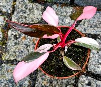 Philodendron Pink Princess Galaxy - M2Rqun Hessen - Obertshausen Vorschau