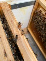 SOFORT VERSAND begattete Bienen - Königin Buckfast / Carnica 2023 Nordrhein-Westfalen - Bad Honnef Vorschau