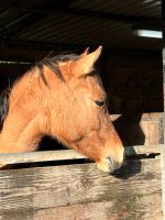 XL-Pony mit hervorragenden GGA Baden-Württemberg - Stutensee Vorschau