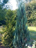 2 Zypresse, Thuja, Lebensbaum  je ca. 2,50 cm hoch, je 35€ Niedersachsen - Braunschweig Vorschau