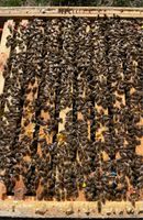 Ableger Bienen 1,5 DNM Carnica Thüringen - Ohrdruf Vorschau