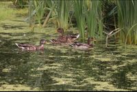 1,4 Stockenten Enten Erpel Niedersachsen - Visselhövede Vorschau