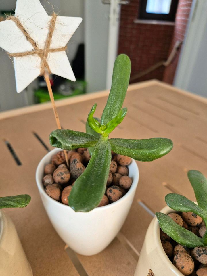 Tassen Töpfe bepflanzt mit geldbaum crassula Brauch geschenk in Hamburg