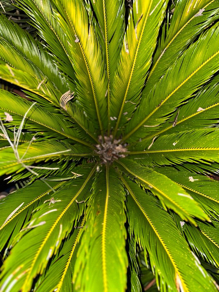 Cycas Revoluta Sago Palmfarn, ca 120cm hoch, 58cm Topf in Hockenheim