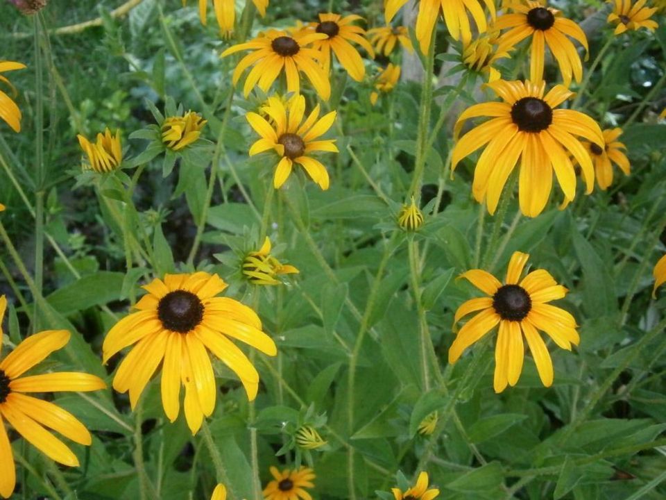 STAUDENSAMEN: LEUCHTENDER SONNENHUT (Rudbeckia fulgida) in Lutherstadt Wittenberg