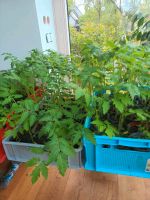 Tomaten Tomatenpflanzen versch. Sorten 2,50 € Bayern - Freising Vorschau