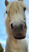 Beisteller (oder mehr?) Ponystute Shetty-Mix Herzogtum Lauenburg - Basedow Vorschau