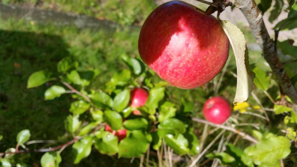 MitgärtnerIn für Schrebergarten/Kleingarten gesucht ... in Flensburg