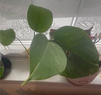 Monstera vaerigata Steckling Hessen - Offenbach Vorschau