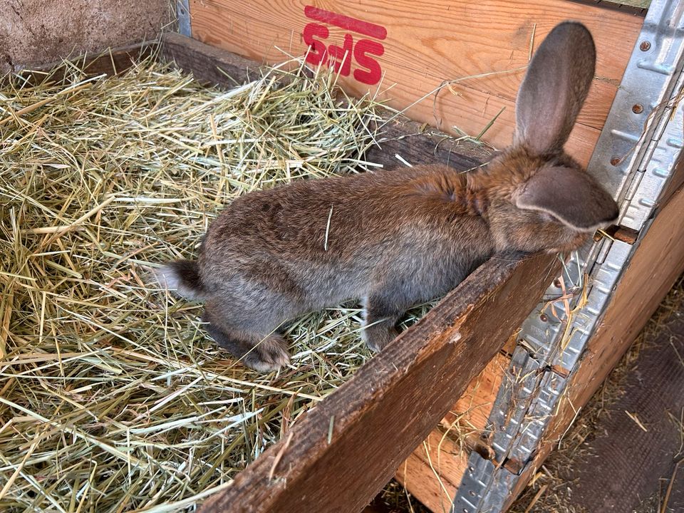 Kaninchen zu verkaufen in Gransee