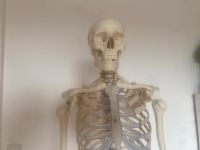 Skelett Anatomie Hessen - Viernheim Vorschau