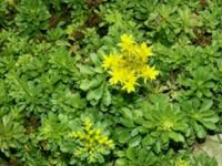 Bodendecker Mauerpfeffer (Sedum acre), gelb, hitzetolerant Rheinland-Pfalz - Koblenz Vorschau