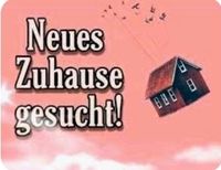 Suche Wohnung, Haus   1200€ VB Baden-Württemberg - Ravensburg Vorschau