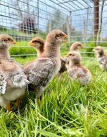 Bielefelder Kennhuhn Hahn Huhn Naturbrut Nordrhein-Westfalen - Hennef (Sieg) Vorschau