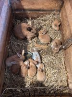 Kaninchen zu verkaufen! Brandenburg - Gransee Vorschau