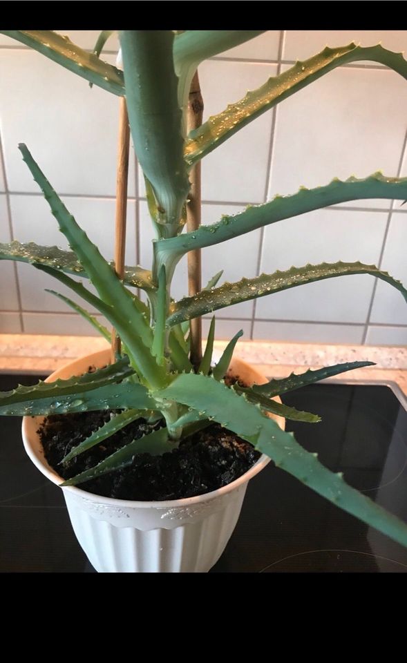 Zimmerpflanze/ Aloe Vera in Leipzig