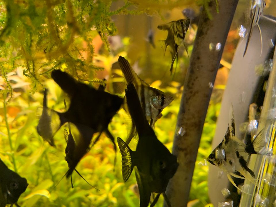 ❤️ Viele schwarze und Gold Skalar Jungtiere Aquarium Fische in Stuttgart