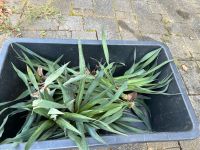 Ableger Yucca Gloriosa zum auspflanzen in den Garten/ ins Beet Nordrhein-Westfalen - Odenthal Vorschau