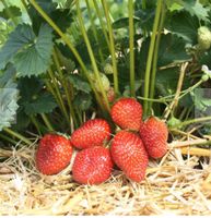 Erdbeerpflanzen Erdbeerableger Gartengemüse Nordrhein-Westfalen - Niederkassel Vorschau