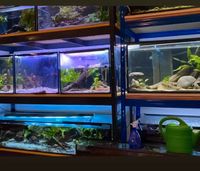 Diverse Aquarien mit Sondermaßen für Welse, Channa, Schildkröten Niedersachsen - Oldenburg Vorschau