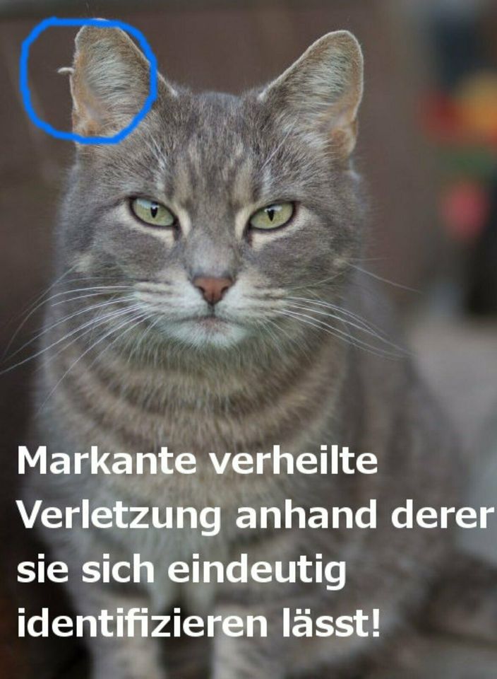 Finderlohn! Kleine Katze vermisst! in Pottenstein