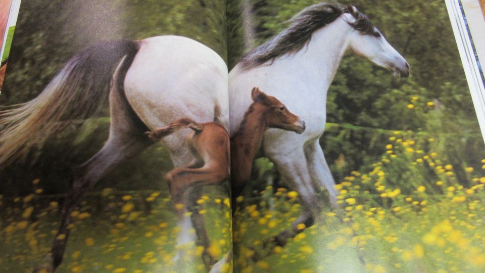 Pferde Ponys Reiten Pferdezucht in Schönbach