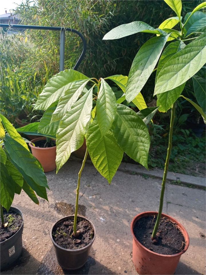 Feigenbaum, feigen, unterschiedliche Sorten und Avocado Pflanzen in Coppenbrügge