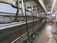 Melkanlage Melkstand Melkmaschine GEA all in Niedersachsen - Hammah Vorschau