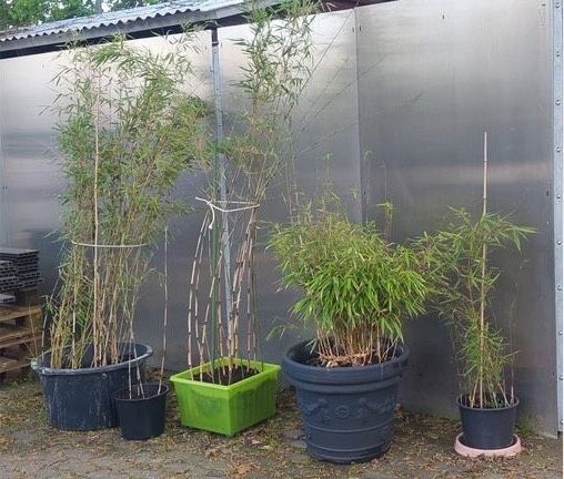 Bambus Fargesia Gartenbambus Tolle Pflanze hoch wachsend in Lauf a.d. Pegnitz