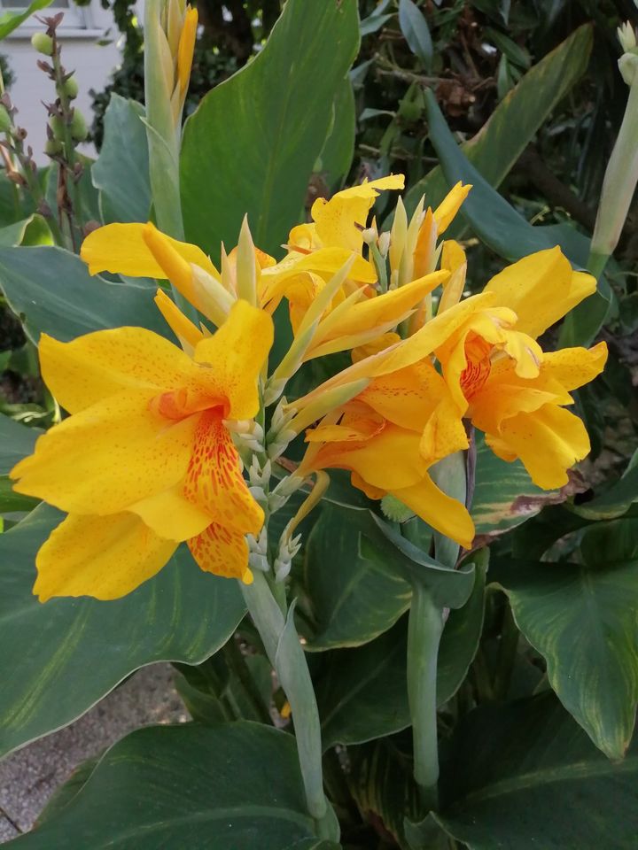 Canna PflanzenAbleger, Knollen,Rhizome,Garten,große gelbe Blüten in