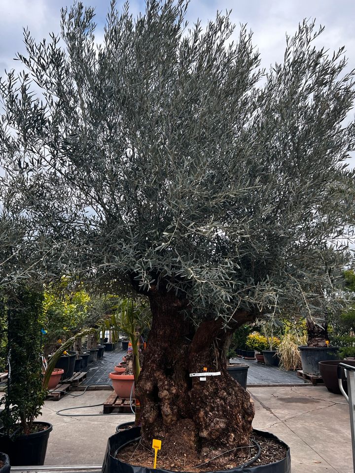 Olivenbaum olea europea winterhart in Altlußheim