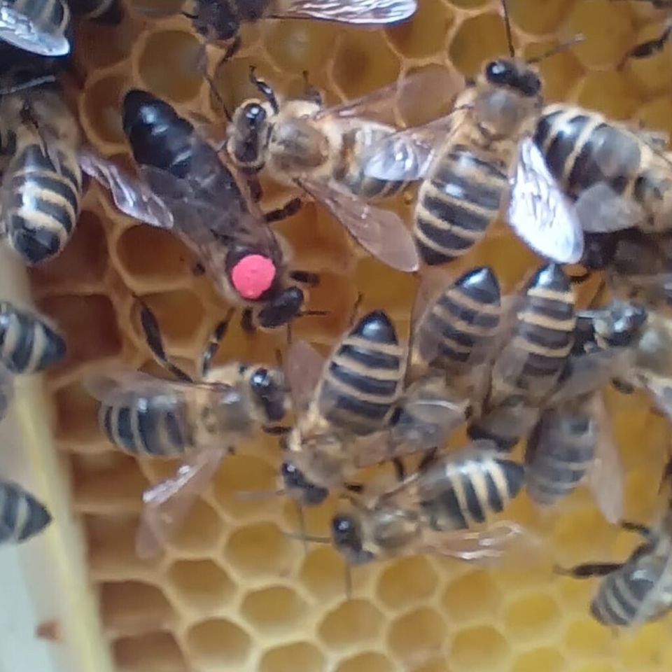 Carnica Bienenvolk Wirtschaftsvolk DNM in Berge