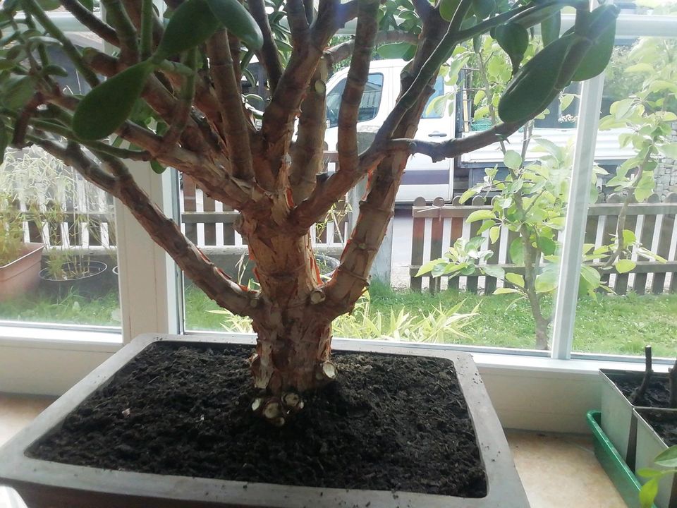 Geldbaun, Pfennigbaum Bonsai in Uetze