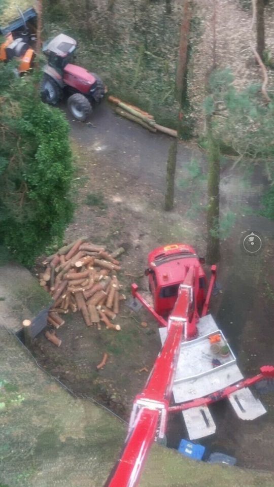 Baumfällungen / Abtragen mit SKT, Brennholz!!!&weitere Arbeiten in Jerichow