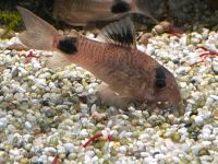 Aquariumfische Welse Corydoras  Panda-Panzerwelse Brandenburg - Kloster Lehnin Vorschau