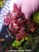 ⭐☘️❗Rarität❗Ludwigia sp. Pink Ovalis Aquariumpflanzen Niedersachsen - Meppen Vorschau