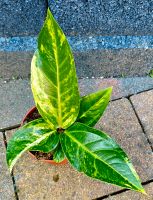 Anthurium Hookeri Variegata - M27 Hessen - Obertshausen Vorschau